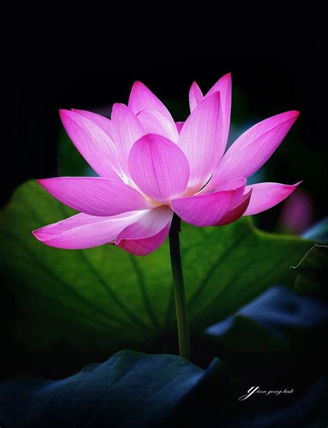 Lotus Flower. | Lotus flower wallpaper, Lotus flower art, Lotus flower pictures