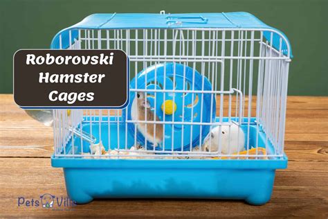 5 Best Roborovski Hamster Cages (2023 Review & Buying Guide)