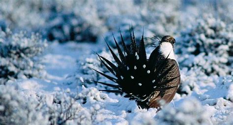 Greater Sage-grouse - Endangered Species Coalition