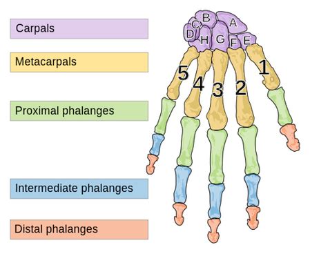 Short Bones in the Body | Definition, List & Function - Lesson | Study.com