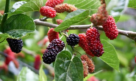 Mulberry vs Blackberry: 5 Key Differences - A-Z Animals