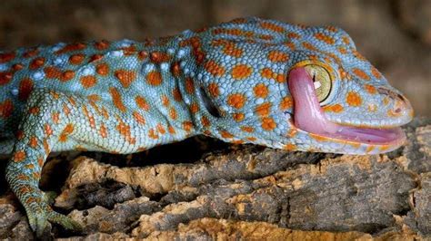 Tokay gecko for sale baby tokay geckos for sale online tokay gecko breeder of captive bred baby ...