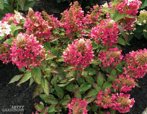 Flowering Shrubs For Full Sun Uk / Common Flowering Shrubs For Zone 9 - Picking Shrubs That ...