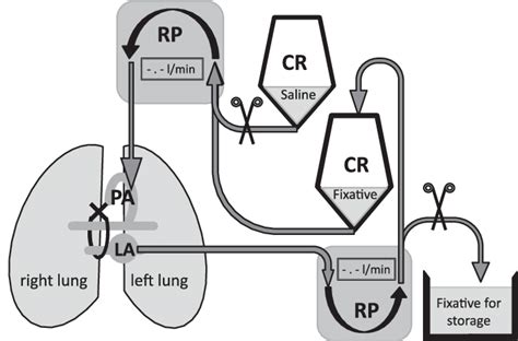 Illustration of the perfusion assembly for the pressure controlled... | Download Scientific Diagram