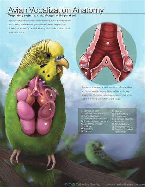 264 best Anatomy. Avian images on Pinterest