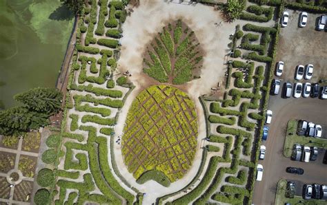 Navigate The Pineapple Maze at Dole Plantation - Hawaii Magazine