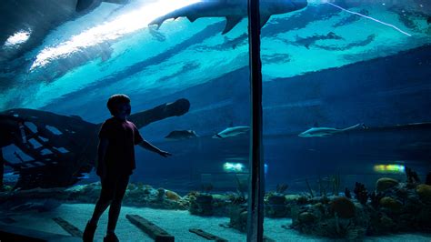 Texas State Aquarium to offer $2 admission for Community Days 2021