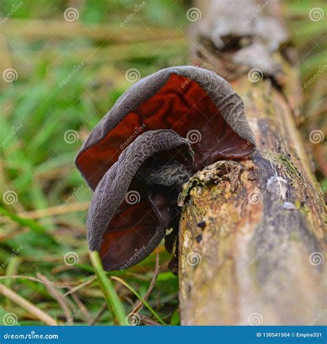 Auricularia Auricula-judae Fungus Stock Photo - Image of edible, auricularia: 130541504