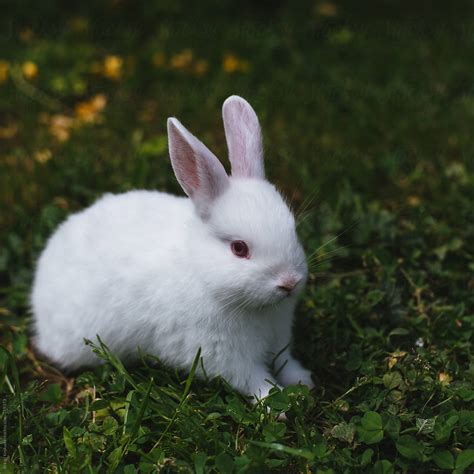 "White Baby Rabbit" by Stocksy Contributor "B Krokodil" - Stocksy