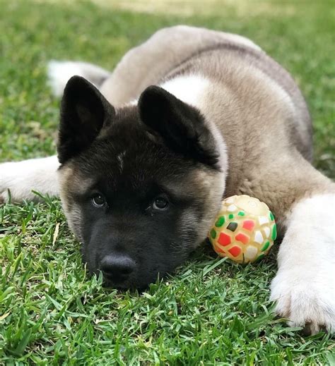 Akita Puppies, Mastiff Puppies, Cute Puppies, Dogs And Puppies, Giant Dog Breeds, Giant Dogs ...