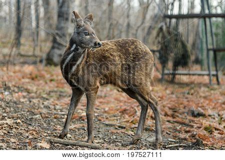 Siberian Musk Deer, Image & Photo (Free Trial) | Bigstock