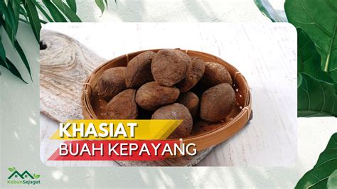 √ 11 Khasiat Buah Kepayang Bagi Kesihatan yang Jarang Orang Tahu!