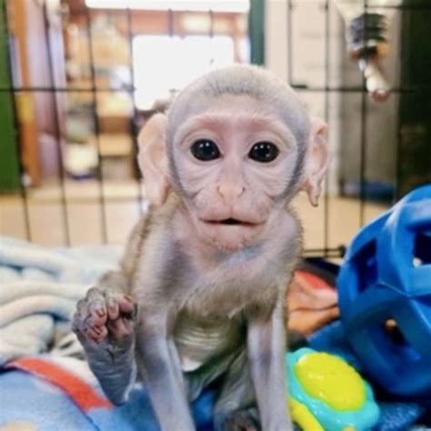 Mowgli | Primate Rescue Center