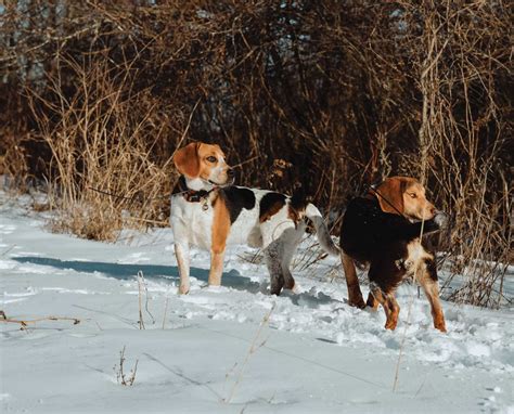 The Beagle - An Overview of North America's Popular Rabbit Dog