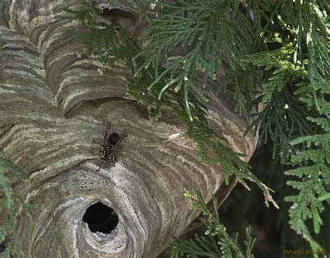 Honey Bees Nest In Ground | The Life of Bee