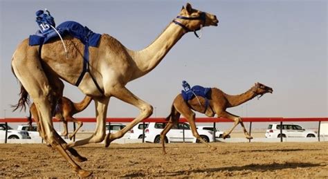 Camel racing in the United Arab Emirates, a sport of culture - tipntrips