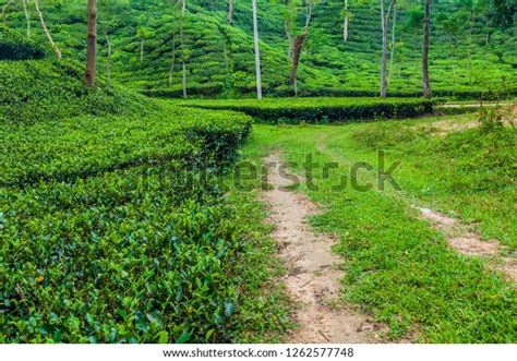 Tea Gardens Near Srimangal Bangladesh Stock Photo 1262577748 | Shutterstock