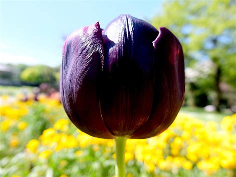 Black Tulip by Clangston on DeviantArt