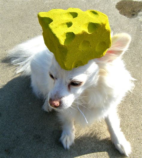 Sew DoggyStyle: Make a Cheesehead Hat!