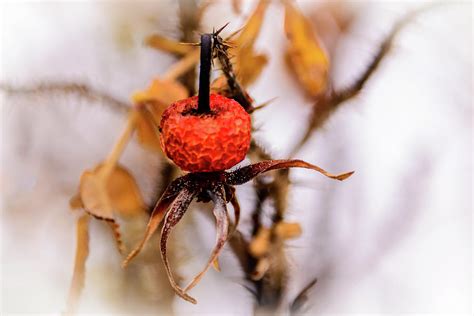 Frozen Hip II Photograph by Robert Mitchell - Fine Art America