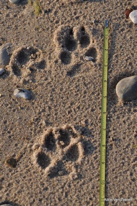 Animal Tracks What Do Bobcat Tracks Look Like - Animal Tracks - Coyote ...