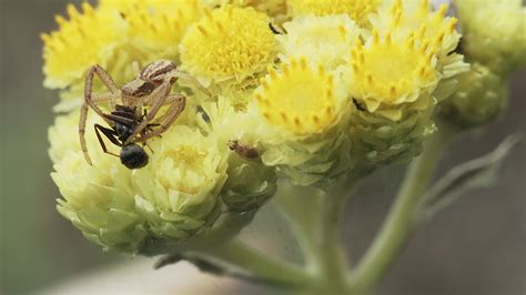 Crab spider on a yellow flower 2459925 Stock Video at Vecteezy