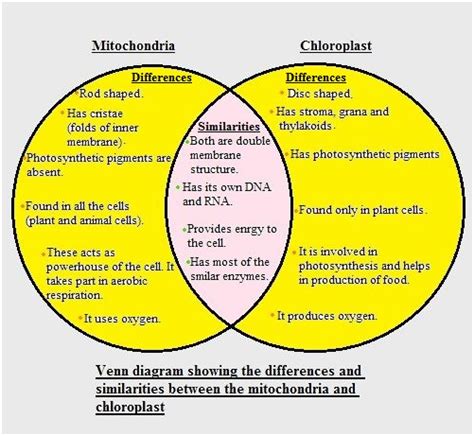 Chapter 4: A Tour of the Cell 3. Complete the Venn diagram that compares mitochondria to ...