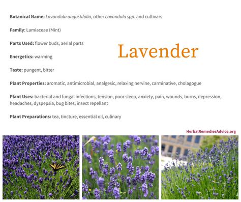 Benefits of Lavender Herb