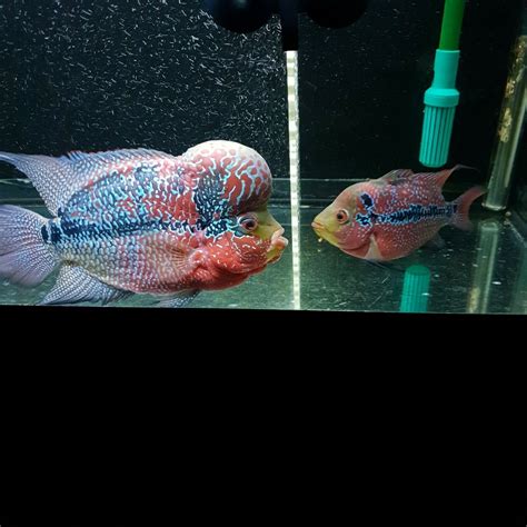 FLOWERHORN BREEDING PAIR Aquarium Fish For Sale, Tropical Fish Aquarium ...