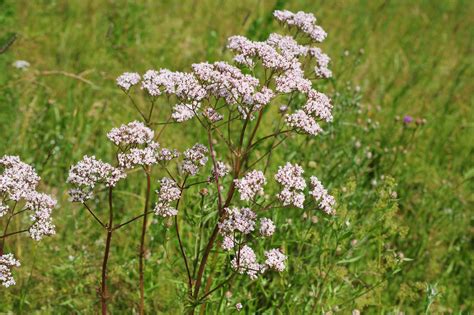 Valerian: Plant Care & Growing Guide