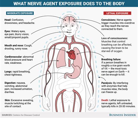 Nerve agents wreak havoc on your brain and body - here's how they work ...