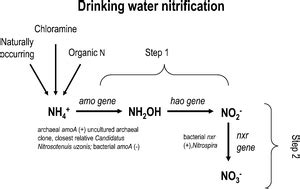 Archaeal ammonium oxidation coupled with bacterial nitrite oxidation in ...