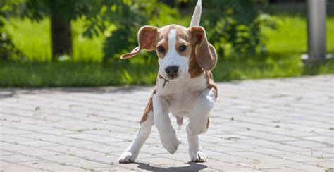 Beagle Breed Guide (Lifespan, Size & Characteristics)