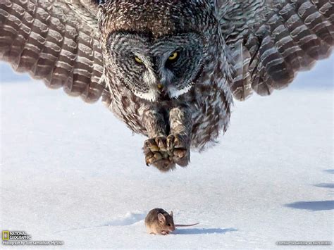 HD wallpaper: brown and white owl hunting brown mouse on during winter ...