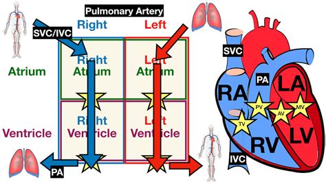 Heart Diagram Anatomy Goodnotes Aesthetic In 2022 Hea - vrogue.co