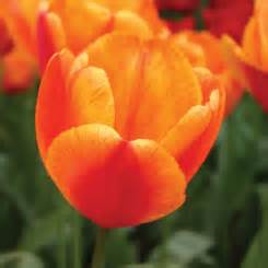 Bulk Tulip Bulbs