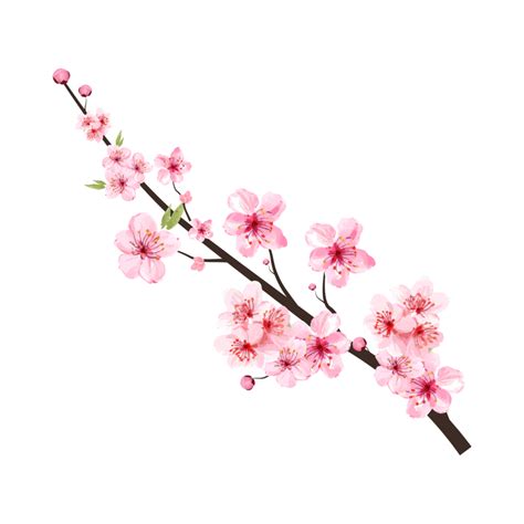 Cherry blossom branch with blooming pink Sakura flower PNG. Realistic watercolor cherry flower ...