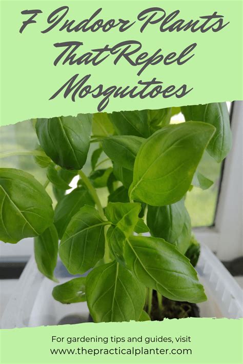 7 Incredible Indoor Plants That Repel Mosquitoes - The Practical Planter