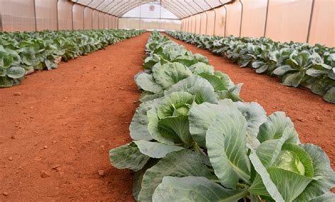 Is The Popular Greenhouse Ideal For Crop Production In Africa? | NOBOWA.com