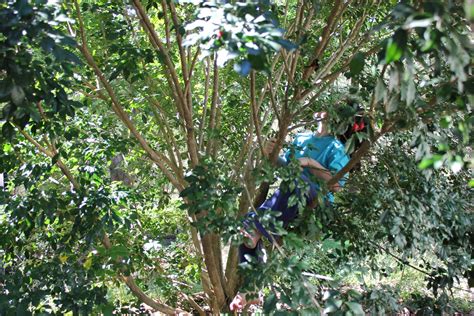 Brisbane Backyard Naturalist: Noisy Miner nest with chicks