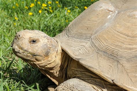 Sulcata Tortoise | The Maryland Zoo