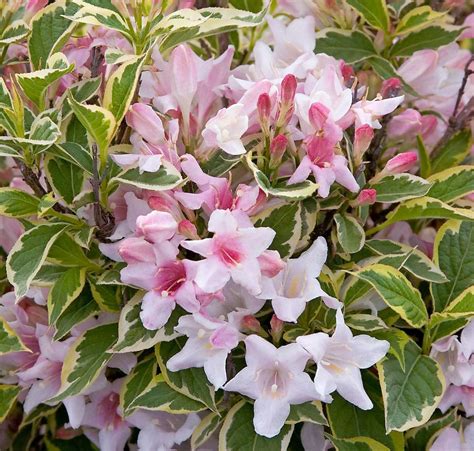 10 Dwarf Flowering Shrubs for Containers - Birds and Blooms