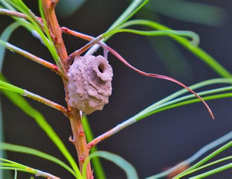 Potters Wasp Nest Here In Arkansas | Steve Creek Wildlife Photography