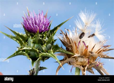 Carduus marianus (Silybum marianum), flying seeds (Carduus marianus Stock Photo - Alamy