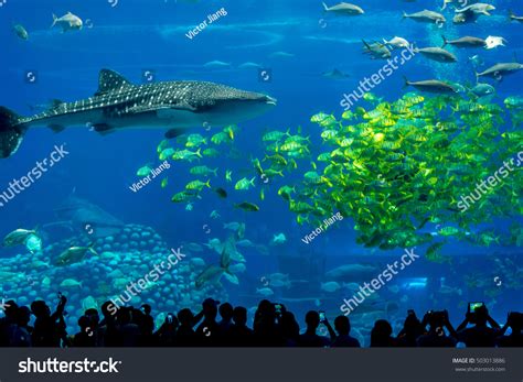 Silhouettes People Looking Fish Huge Aquarium Stock Photo 503013886 | Shutterstock