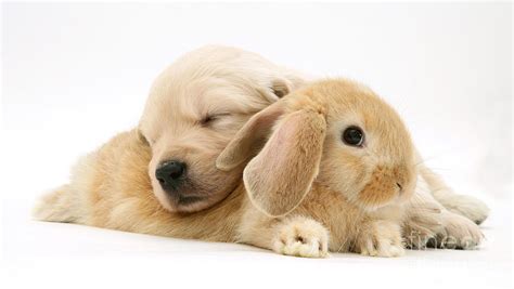 Rabbit And Puppy by Jane Burton