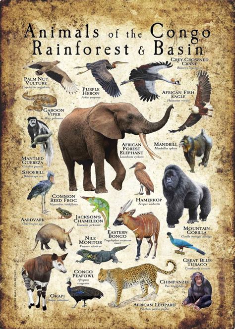 Animals of the Congo Rainforest and Basin Poster print