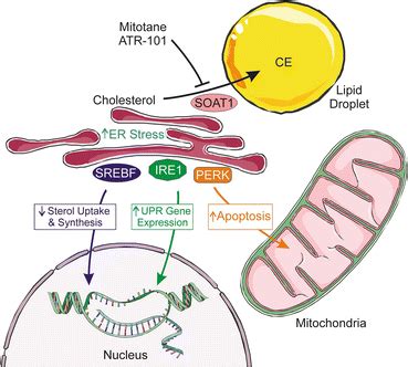 Regulation of Adrenal Steroidogenesis | Oncohema Key