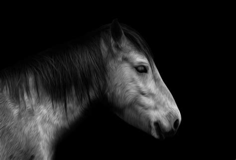 Premium Photo | Horse portrait isolated on black