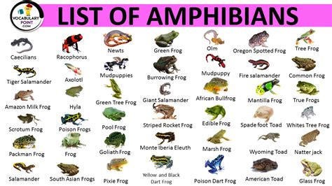 AMPHIBIANS ANIMALS NAME LIST IN ENGLISH Archives - Vocabulary Point